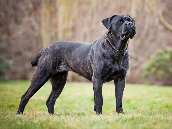<p><span style="color:#B22222"><strong>Cane Corso</strong></span></p>
<p> </p>
<p>Köpek ırkı en sık yasaklanan köpek ırklarından biridir.</p>