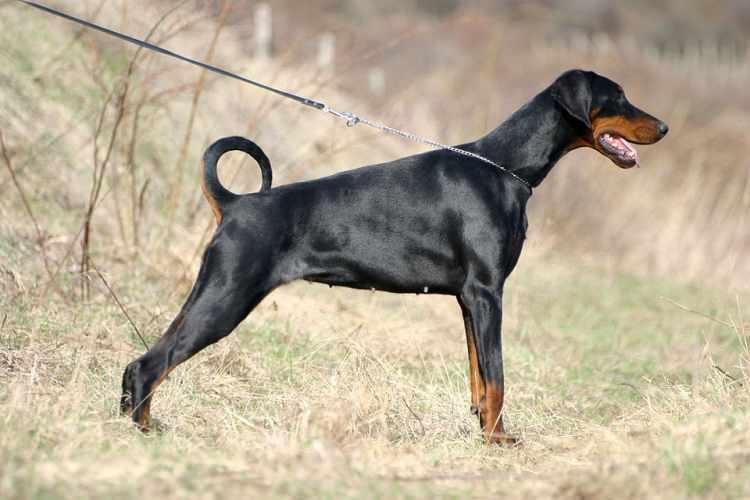 <p><span style="color:#B22222"><strong>Doberman Pinscher</strong></span></p> <p> </p> <p> </p> <p>Doberman Pinscher, yabancılara karşı saldırganlıkta nispeten üst sıralarda yer alır.</p> <p>Saldırganlıkları duruma göre değişiyordu ancak boyutları ve güçleri onları potansiyel olarak tehlikeli bir köpek türü yapıyordu.</p> 