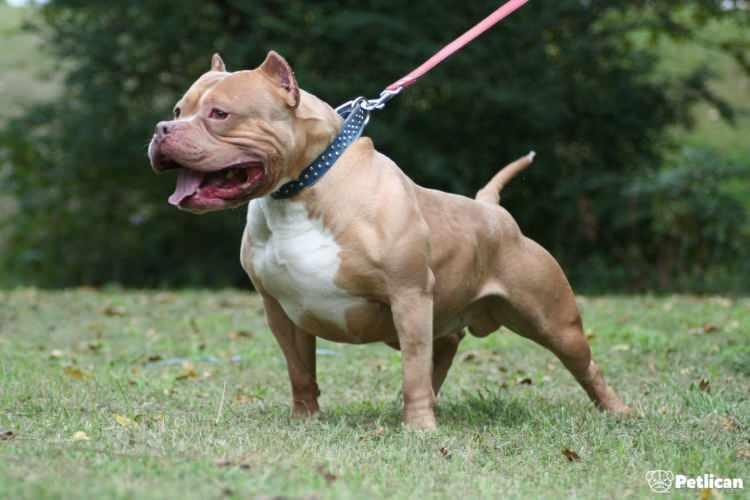 <p><span style="color:#B22222"><strong>Amerikan Pitbull Teriyeri</strong></span></p>