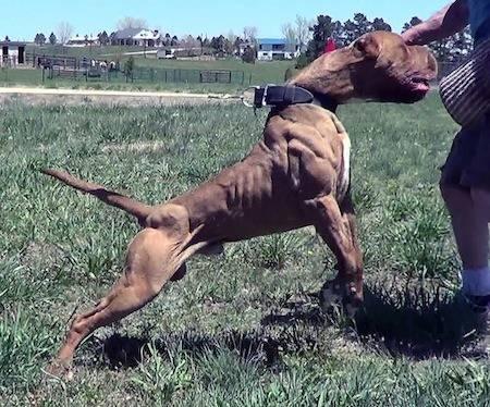 <p><span style="color:#B22222"><strong>Bandog</strong></span></p> <p> </p> <p>Çeşitli kökenlere sahip nadir bir köpek türü olan ve en sık yasaklanan köpek ırklarından biri olan Bandog, başlangıçta "Mastiff ve Bulldog" çeşitlerinin çiftleştirilmesiyle yaratılmıştır.</p> 