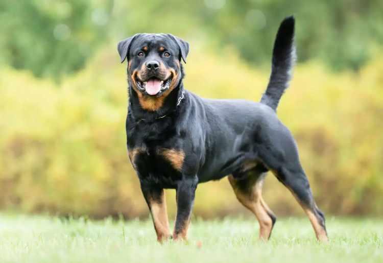 <p><span style="color:#B22222"><strong>Rottweiler</strong></span></p> <p> </p> <p> </p> <p>Yasaklı köpek ırkları arasında en cesur ve en sakin olanıdır.</p> 