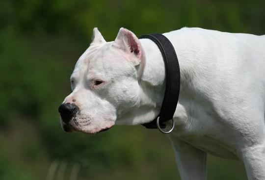 <p><span style="color:#B22222"><strong>Dogo Argentino</strong></span></p>