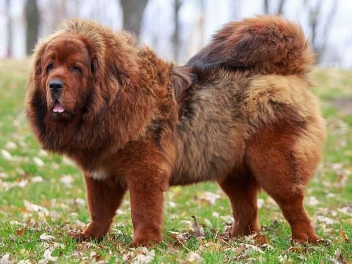 <p><span style="color:#B22222"><strong>Tibet Mastiff</strong></span></p> <p> </p> <p>Tibet Mastiff'inin omuz yüksekliği 70 cm, ağırlığı ise 70 kg'dan fazla olabilir.</p> <p>Dünyanın en büyük köpek ırklarından biridir.</p> 