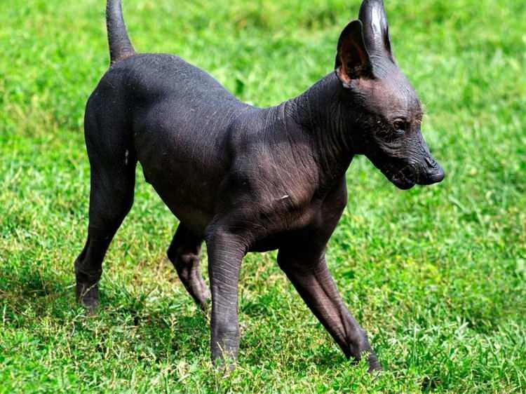 <p>En az 3.000 yıldır var olan eski bir köpek ırkı olan Xoloitzcuintli'di.</p> 