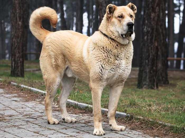 <p><span style="color:#B22222"><strong>Orta Asya Çoban Köpeği'nin etkileyici büyüklüğü</strong></span></p> <p> </p> <p> </p> <p>Kangal ile birlikte dünyanın en büyük ve en güçlü köpeklerinden biridir.</p> 
