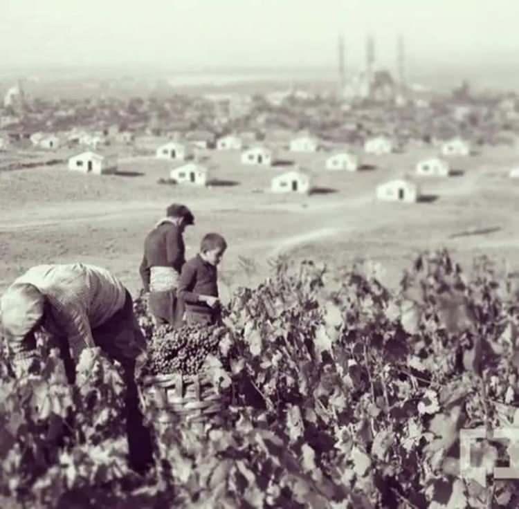 <p>Edirne'de Üzüm Bağları</p>
