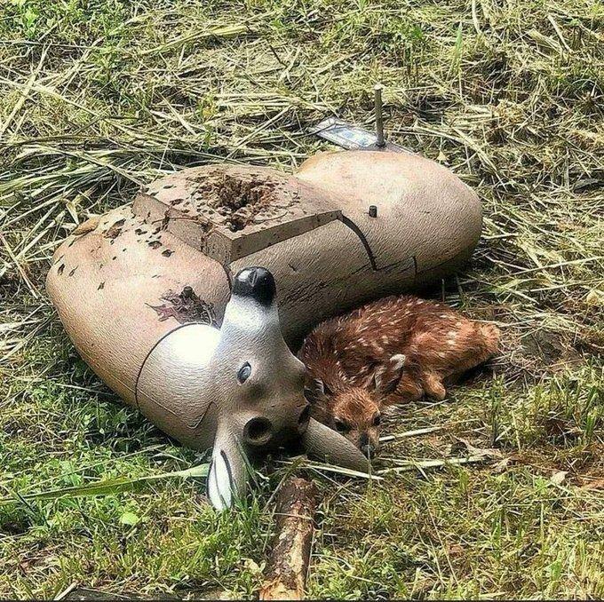 <p>Hedef tahtası olarak kullanılan sahte geyiğin yanında kıvrılmış duran bir yavru geyik.</p>