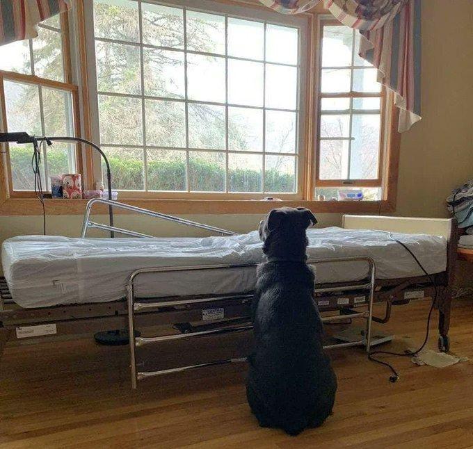 <p>Ölen sahibinin hastane yatağının yanında oturan köpek.</p>