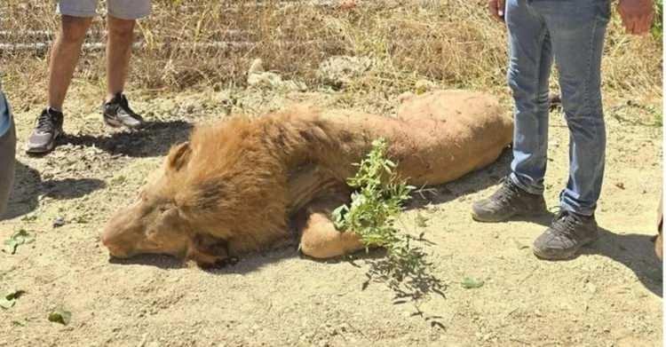 <p>5 Temmuz gecesi Antalya Manavgat'ta meydana geldi. Alınan bilgilere göre, barındığı hayvan bahçesindeki kafesinden kaçan ‘Zeus' isimli 4 yaşındaki erkek aslan, yakınlarda yer alan bir bahçeye girerek çiftçi Süleyman Kır'a saldırdı.</p>