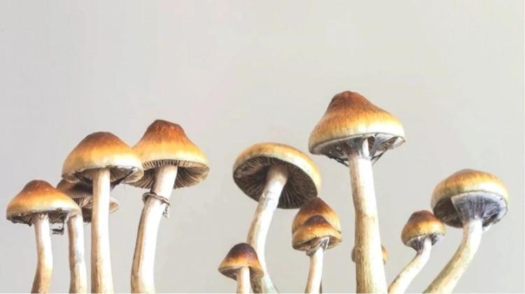 <p>Oregon'daki ilk yasal psilosibin tedavi merkezinin kurucusu Gabe Charambides ise, bu tedaviden en çok, büyük yaşam olayları sonrası "sıkışmış" hissedenler gibi bireylerin yararlanabileceğini söylüyor.</p>
