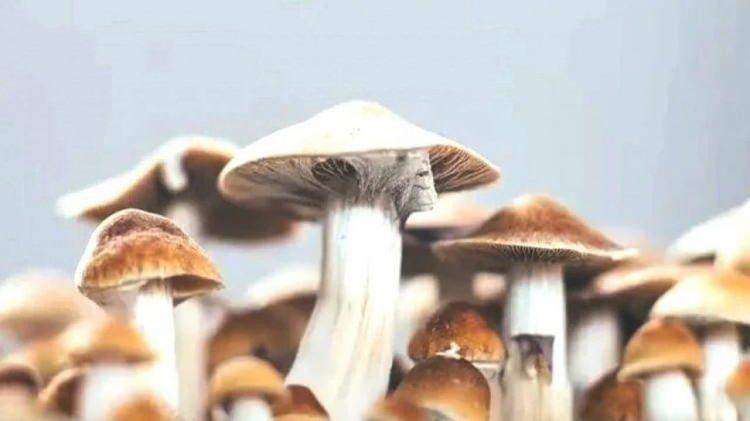 <p>Emory Üniversitesi'nin bu çığır açan araştırması, psilosibinin yaşlanma karşıtı potansiyeline dair umut verici yeni bir kapı açıyor. Ancak bu keşif, mevcut durumda daha ziyade bir "gençlik iksiri" olmaktan çok, gelecekteki tedavi yöntemleri için umut veren bilimsel bir başlangıç olarak değerlendiriliyor. </p>
