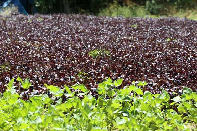 <p>Cömertoğlu, ilçenin doğasından dolayı reyhanın daha da aromalı olduğunu belirtti. </p>
