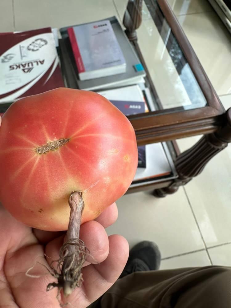 <p><strong>"Yıllardır Şeyhmus'la birlikte bahçe işleriyle uğraşıyoruz.</strong></p>
<p><strong>Böyle bir olayı ilk kez yaşıyoruz. Domatesin içinden resmen yeşermiş bir ot çıktı. Gözlerimize inanamadık"</strong></p>
<p> </p>