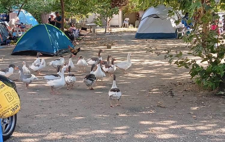 <p>Geçen sürede kazların sayısı arttı. Keşniş, bahçesinde büyüyen kazları kesmedi ve satmadı.</p>