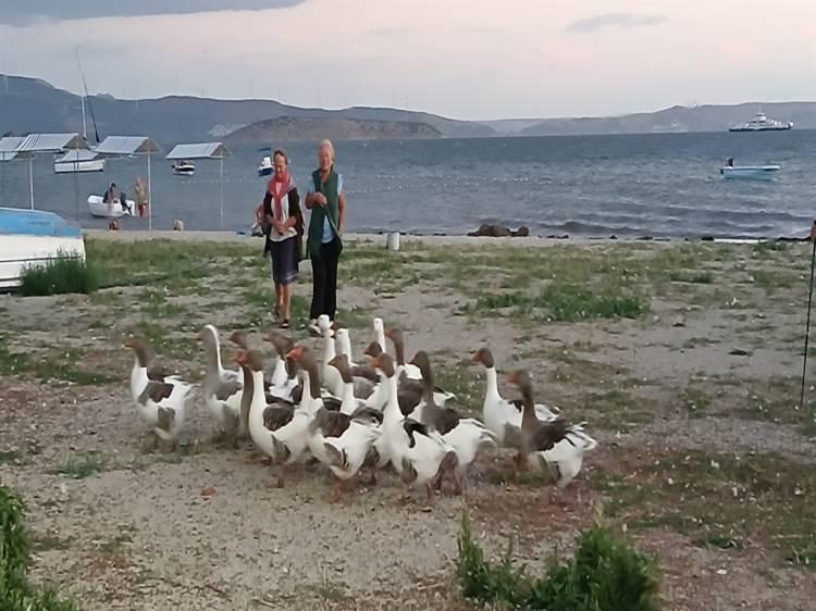 <p>Kararın tebliğ edildiği Mehmet Keşniş ile kızı Başak Keşniş'in ilk işi, 1 aydan beri kümeste kapalı olan kazları, bahçeye salmak oldu. Denize girmemek ve sokağa çıkmamak şartıyla kümesten çıkmalarına izin verilen kazlar, bahçede gezebildi, su kaplarına koyulan su ile serinledi.</p>