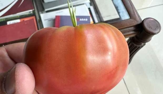 <p>Doğal yollarla büyüyen domateste meydana gelen bu ilginç olay, bölge halkı arasında da merak konusu oldu.</p>