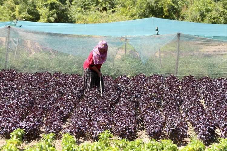 <p>Bu yıl yaşanan olumsuz hava koşullarından reyhanın da etkilendiğini belirten Cömertoğlu, üretim kapasitesini artırmak istediklerini ifade etti.</p>