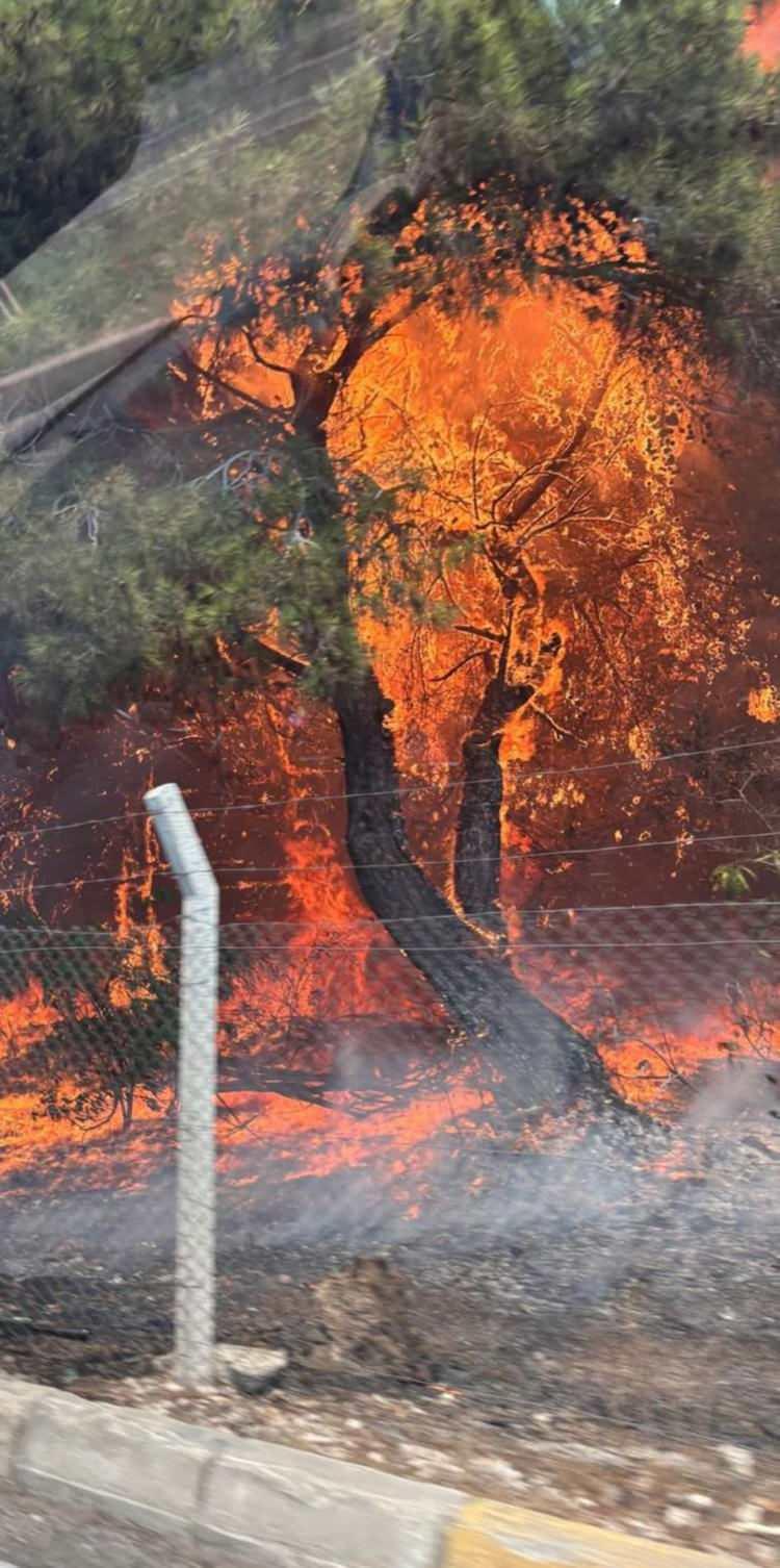 <p>Durumun bildirilmesiyle olay yerine gelen Antalya Büyükşehir Belediyesi'ne bağlı itfaiye ekipleri, yangına müdahale etti. </p>