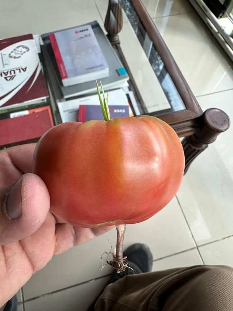 <p>Bahçeden topladığı bir domatesin içinden ot çıktığını fark eden Benek, bu anları cep telefonuyla kayda aldı.</p>

<p> </p>
