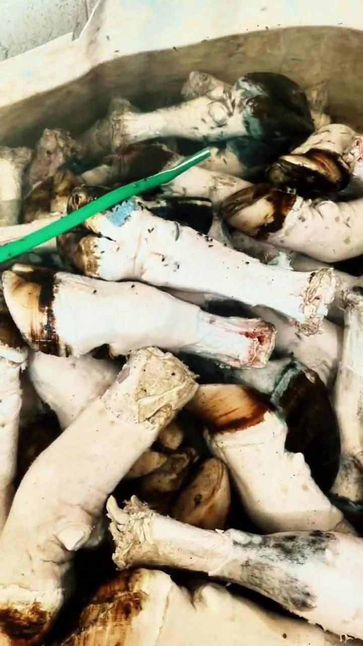 <p>Bağırsak ile paça (ayak) üretimi yapan işletmelere yönelik denetimlerde, ruhsatsız olarak sağlıksız koşullarda üretim yapan bir işletmede 5 bin 140 kilogram paça, 100 kilogram işlenmek üzere hazırlanan bağırsak ve 50 metre kurutulmuş bağırsak ele geçirildi.</p>

<p> </p>

