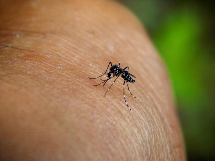 <p><strong>“Chikungunya' virüsü, tropikal ve subtropikal bölgede uzun zamandan beri endemik olarak görülen ve sinekler yoluyla bulaşan bir virüstür. </strong></p>