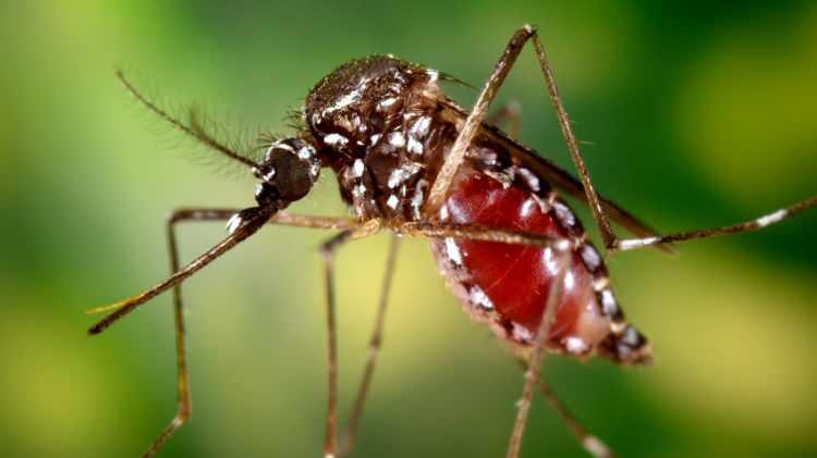 <p><strong>Dünya Sağlık Örgütü tarafından önümüzdeki dönem için Chikungunya virüsünün sadece Ekvator bölgesinde görülmeyip, Avrupa ülkeleri ve diğer ülkelerde de görülebileceğini ve sinekler yoluyla da salgınlara yol açabileceği uyarısı yapıldı”</strong> </p>