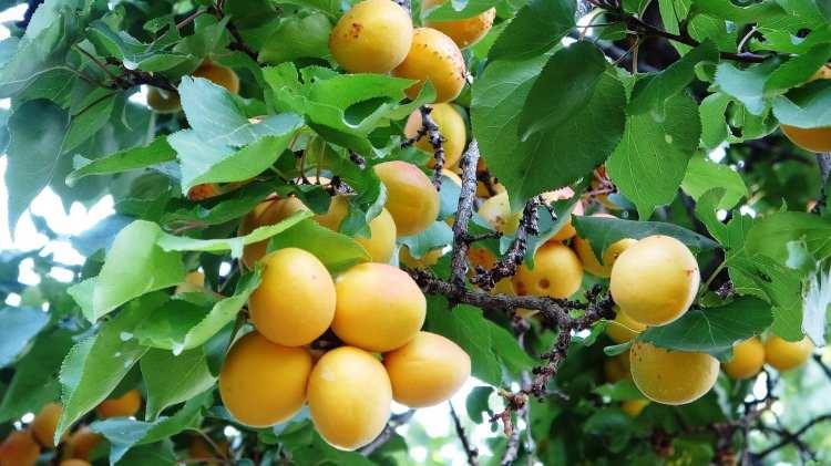 <p>Hem aile ekonomisine katkı sağlamak hem de evlerinin ihtiyacını karşılamak için kayısı kurutulduğunu belirten vatandaşlar, havaların aşırı sıcak olması nedeniyle kayısıları genellikle akşam serinliğinde kuruttuklarını söylediler.</p>