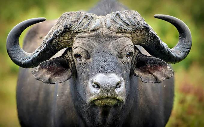 <p>CV Safaris'in resmi sitesinde yer alan uyarı ise oldukça dikkat çekici:</p>

<p>"Gezegende Afrika mandasından daha korkutucu bir üne sahip hiçbir tür yoktur. Her yıl avcıların birçok kez ölümüne ve yaralanmasına neden olurlar."</p>
