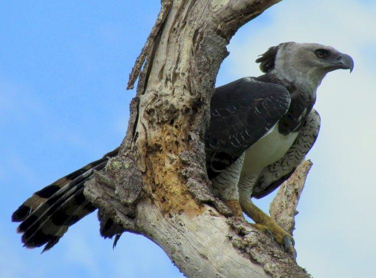 <p><span style="color:#000000"><strong>Yağmur ormanlarında yaşayan en büyük ve en güçlü kartal türü olarak nam salan Harpia kartalı (Harpy eagle), 20 yılı aşkın bir süre sonra ortaya çıktı. </strong></span></p>

