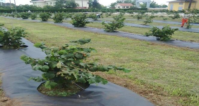 <p>Turunçgil uzun antenli böceğinin etkili olduğu yaklaşık 4 bin 100 dekarlık fındık arazisinde söküm işlemi yapılırken, Trabzon İl Tarım ve Orman Müdürü İsa Kaplan yapılan çalışmalarla ilgili bilgiler verdi.</p>
