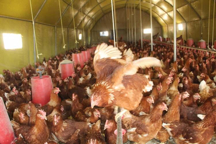 <p><strong>Burada çadır ve kümes üzerinde ihtiyacı olan malzemeler konusunda destek verdik. Şu an mevcut üretimini kısa bir süre içerisinde 2 katına çıkartacak bu destekleme ile beraber. Kırsal alanda yumurta tavukçuluğu yaparak bölgede istihdam oluşturmakta.</strong></p>