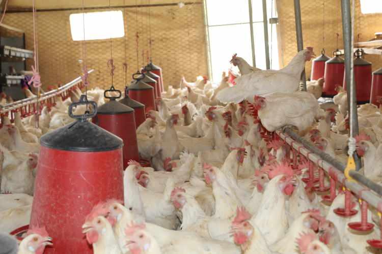 <p>Şırnak Valiliği ve İl Tarım ve Orman Müdürlüğü desteğiyle kurduğu çadır kümeslerde organik yumurta üretimi yaptığını söyleyen Onat, bu işe hobi olarak başladığını aktardı.</p>
