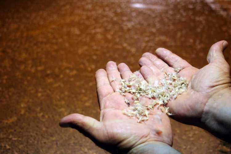 <p>Her sene Adapazarı ilçesinde bulunan Sakarya Köprüsü üzerinde görülen birgün sinekleri bu kez ise Akyazı Taşburun Köprüsü üzerinde görüldü.</p>
