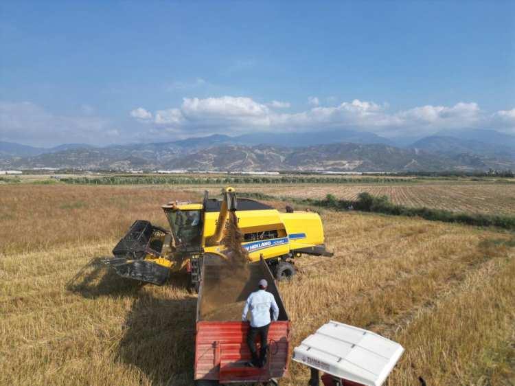 <p>Hasadı yapılan maydanoz tohumunun tarladan kilosu 100 TL'den alıcı bulurken, bu yıl üretici verim kalitesinden memnun. Türkiye'nin yüzde 75'lik maydanoz tohumunun üretildiği Arsuz bölgesi adeta yerli tohumlarla üretime yön veriyor.</p>
