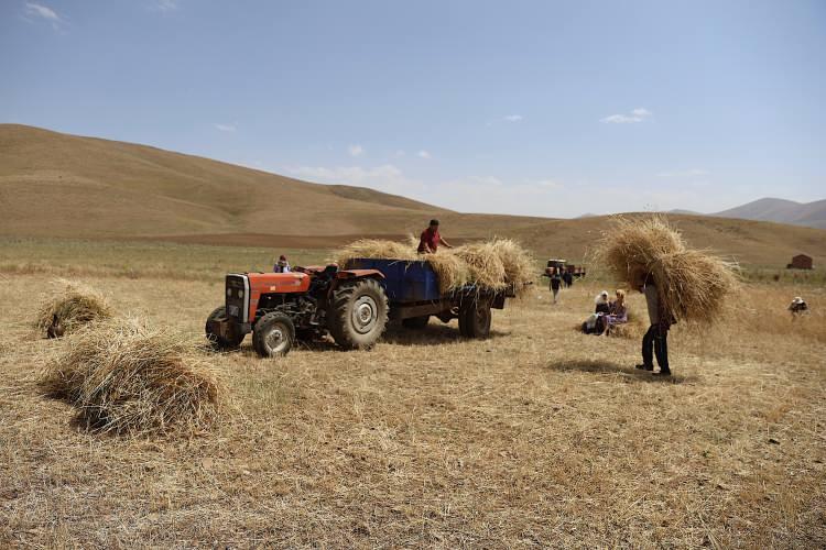 <p>Eylül başında çekilen hasat zamanı karelerinde, buğday tarlalarında çalışan çiftçiler, yazın bereketini ve emeğini yansıttı.</p>

