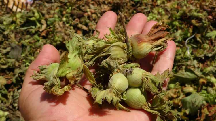 <p>Karadeniz Bölgesi'nin en önemli geçim kaynaklarından birisi olan fındık hasadı, 2025 yılı sahil kesimlerinde resmi olarak 4 Ağustos tarihinde toplanmaya başlandı.</p>