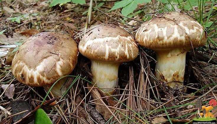 <p>Japonya mutfağında ünlenen tek yiyecek wagyu eti sanıyorsanız yanılıyorsunuz. Japonya mutfağından dünyanın en pahalı yemekleri listesine giren bir lezzet daha var.</p>
<p> </p>
<p>Matsutake mantarı. İmparatorların ve samurayların sofralarını süsleyen Matsuke mantarı her yıl sınırlı sayıda toplanabildiği için fiyatı epey yüksek.</p>
<p>Bu mantarın kilosu bin dolara kadar çıkabiliyor.</p>
<p> </p>