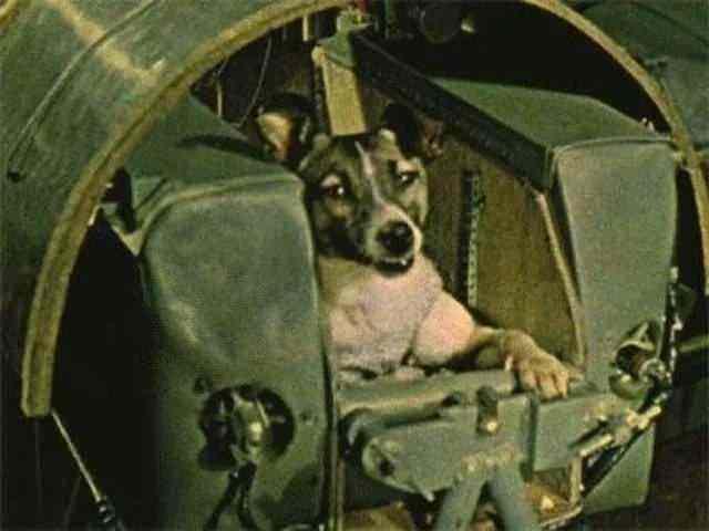 <p><span style="color:inherit">Laika, uzaya çıkan ilk köpek. Dönüşü için hiçbir önlem alınmadı ve 1957'de orada öldü.</span></p>

<p> </p>
