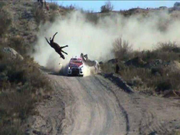 <p><span style="color:#B22222"><strong>Yarış otomobili sürüyü ezdi</strong></span></p>

<p>Arjantin’de yapılan 2009 Rally şampiyonasında toprak yolda hızla ilerleyen bir yarış otomobili, aniden önüne çıkan 3 atlık bir sürünün arasına daldı.</p>
