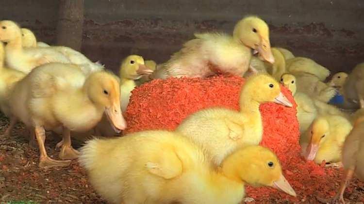 <p>Bazı Kanada şehirlerinde kamusal alanlarda ördek beslemek cezaya tabii. Bunun amacı ekosistemi korumak.</p>
