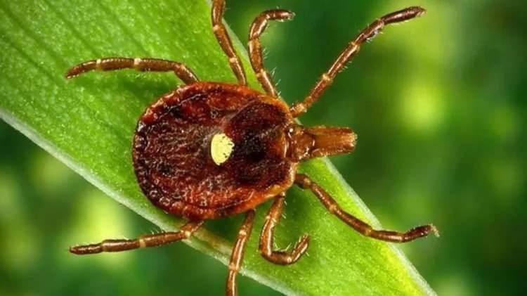 <p>Kene ısırıklarıyla yayılan Alfa-Gal Sendromu, et ve süt ürünlerine karşı ani alerjik reaksiyona sebep olarak sağlık alanında büyük bir tehdit oluşturuyor.</p>
