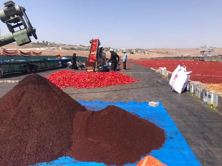 <p>Şanlıurfa'nın sevilen lezzetlerinden biri olan isotun göz yaşartan hasadı başlarken, kilogram fiyatı ise üreticinin yüzünü güldürdü. </p>
