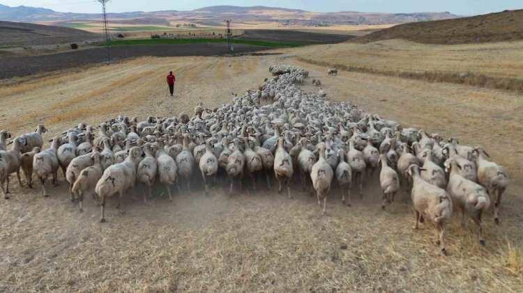 <p><strong>Dört çobanım vardı, ayda 550 bin TL'ye yakın para ödüyordum. Çobanların hiçbir masrafı yok. Tütününden kıyafetine kadar her şeyi biz karşılıyoruz.</strong></p>