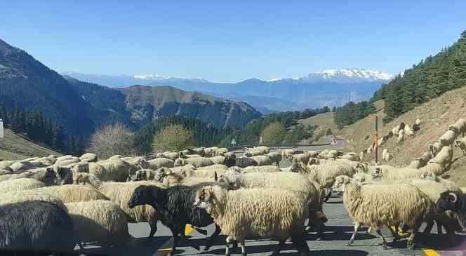 <p>Durum böyle olunca üreticiler büyük sorun yaşamaya başladı, çobanlar ise adeta altın değerinde oldu.</p>