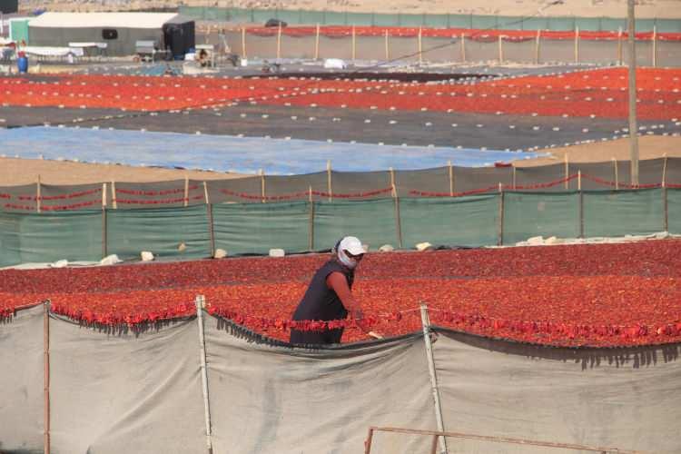 <p>Türkiye'nin pul biber ihtiyacının önemli bir kısmını karşılarken kadın işçiler de üretimde büyük rol oynadığı kentte, üretim sabahın erken saatlerinde başlıyor. </p>
