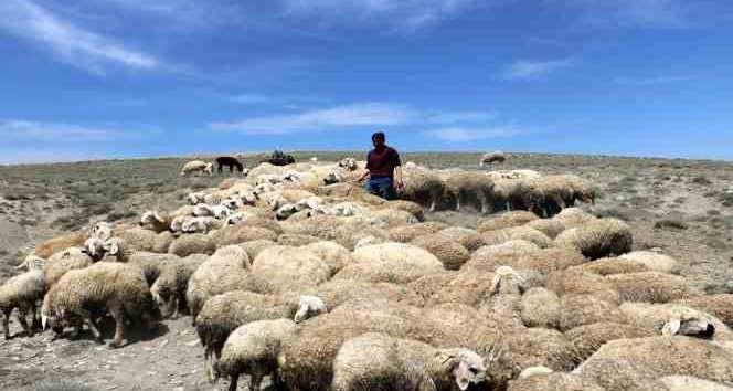 <p>Mürsel Bulut, konuya ilişkin yapılan açıklamada şunları söyledi: </p>
<p> </p>
<p><strong>"Geçen sene çoban fiyatı 70 bin TL iken bu yıl 130 bin TL'ye çıktı. Çoban bulamıyoruz. Çobanı resmen paranın gücüyle alıyoruz.</strong></p>
