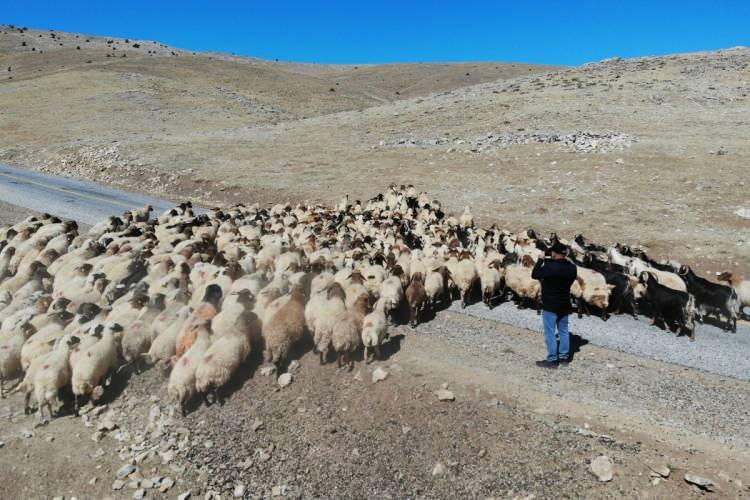 <p><strong>Bu çoban fiyatları böyle devam ederse küçükbaş hayvancılık bitmek üzere demektir. Bu gidişat hiç güzel değil. </strong></p>
