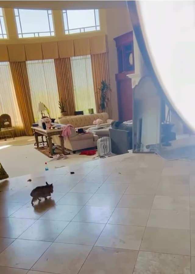 <p><em></em>Edinilen bilgilere göre, şarkıcının evinde büyük bir dağınıklık söz konusu. Hatta bazı kaynaklar, evdeki <strong>köpeklerin pisliklerinin</strong> dahi temizlenmediğini, <strong>temizlik işlerinin düzenli</strong> yapılmadığını bile öne sürüyor.</p>