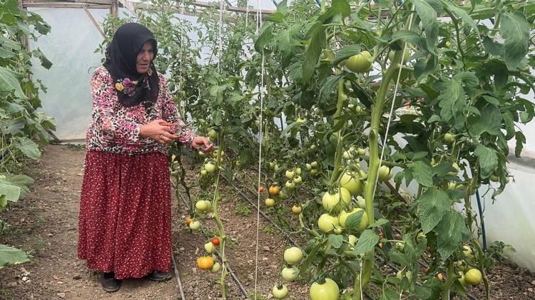 <p><span style="color:#800080"><strong>Dereli'ye bağlı 1530 rakımlı Yavuzkemal beldesinde yaşayan iki çocuk annesi Melek Önal, evinin yakınında bulunan araziye sera kurma kararı aldı. Melek Önal, örtü altı sebze yetiştiriciliğinin geliştirilmesi amacıyla uygulanan proje kapsamında sağlanan destekle kurduğu serada sebze ve meyve üretiyor.</strong></span></p>
