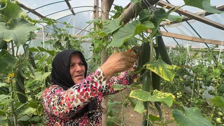 <p><span style="color:#800080"><strong>Melek Önal, projeden aldığı destek sayesinde geçtiğimiz yıl Şıhlar Mahallesi'nde bulunan evinin bahçesine 250 metrekarelik sera kurdu.</strong></span></p>

